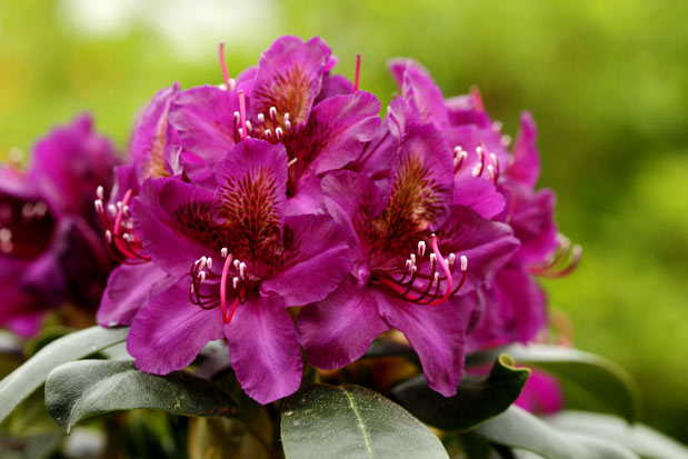 rhododendron Marcel Menard inflorescence