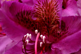 rhododendron Marcel Menard fleur