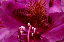 rhododendron Marcel Menard fleur