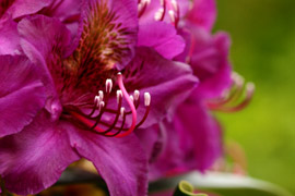 rhododendron Marcel Menard feuille