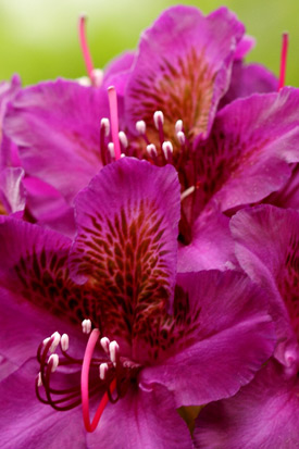 rhododendron Marcel Menard fleurs