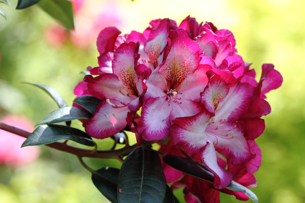 rhododendron midnight mystic inflorescence