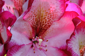 rhododendron midnight mystic fleur