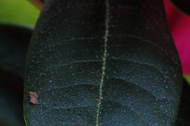 rhododendron midnight mystic feuille