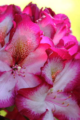 rhododendron midnight mystic fleurs