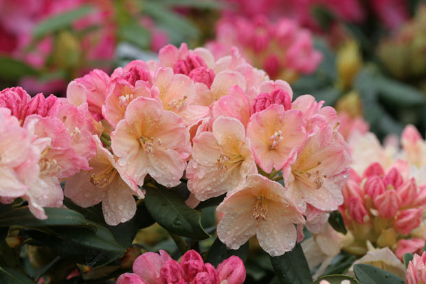 Rhododendron Percy Wiseman Inflorescence