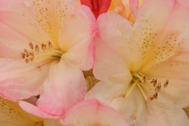 Rhododendron Percy Wiseman fleurs