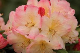 Rhododendron Percy Wiseman fleurs