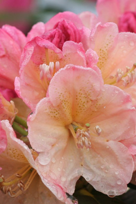 Rhododendron Percy Wiseman Inflorescence