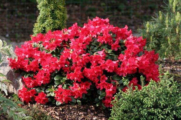 rhododendron scarlet wonder port