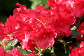 rhododendron scarlet wonder fleur