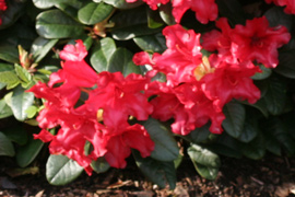 rhododendron scarlet wonder