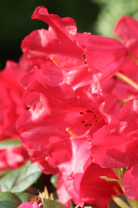 rhododendron scarlet wonder fleurs