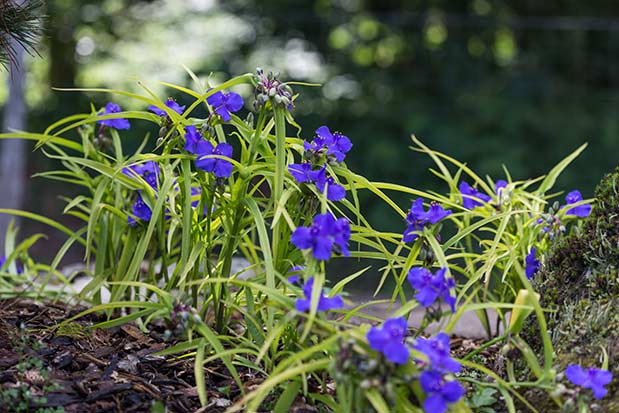 Tradescantia x andersoniana Sweet Kate