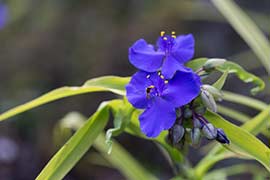 Tradescantia x andersoniana Sweet Kate