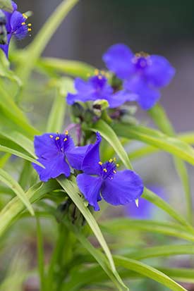 Tradescantia x andersoniana Sweet Kate