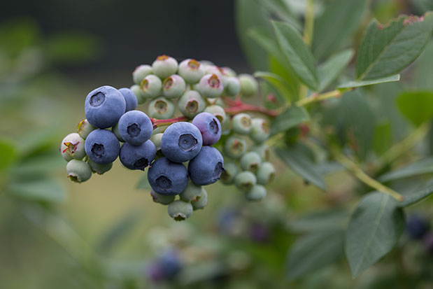 Grappe de myrtille bluet elizabeth