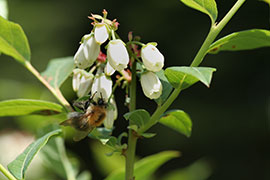 Floraison de myrtillier