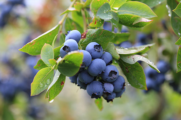 Grappe de myrtille bluet patriot