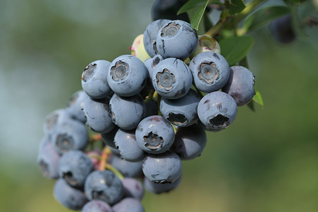 Grappe de myrtille bluet reka