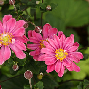 Anemone pamina