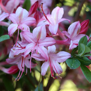 Floraison azalée Blue Leaves