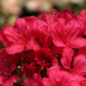 Floraison azalée maruschka