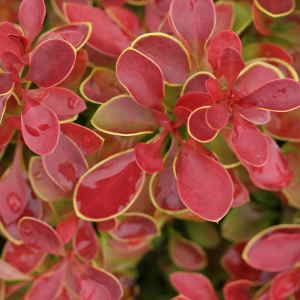 Berberis thunbergii Admiration