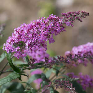 Arbre à papillon Pink Delight