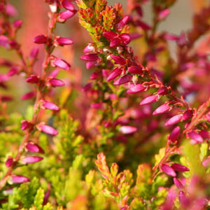 Floraison calluna bonita