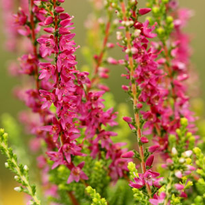 Floraison calluna Con Brio