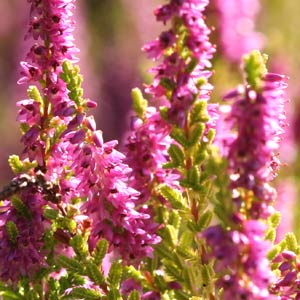 Floraison calluna firefly