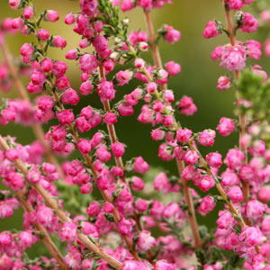 Floraison calluna Jana