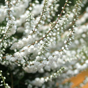 Floraison calluna My Dream