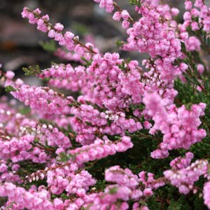 Floraison calluna Red Favorite