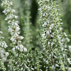 Floraison calluna Velvet Fascination