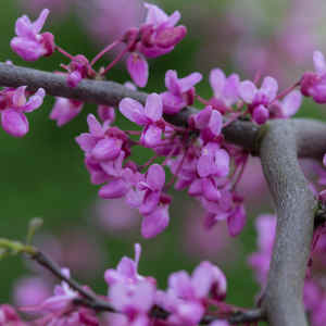 Cercis canadensis lavender twist