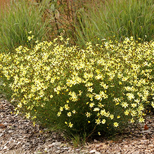 Coreopsis verticillata Moonbeam