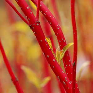 Cornouiller Bâton Rouge