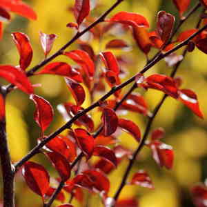 Cotoneaster nitens