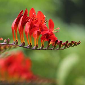 Floraison Crocosmia x Lucifer