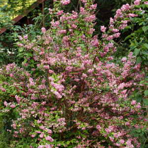 Deutzia x Strawberry Fields