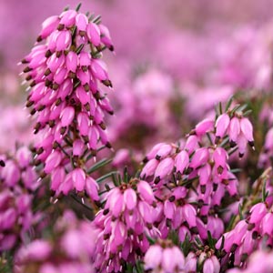 Floraison erica Myretoun Ruby