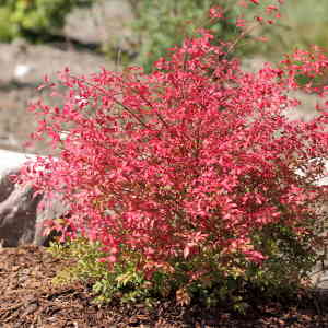 Euonymus alatus Ciliatodentatus