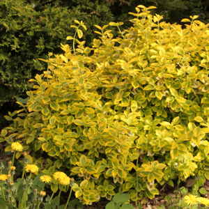 Euonymus fortunei Emerald Gold