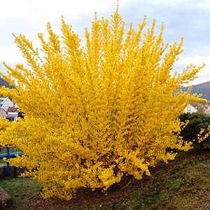 Forsythia x Lynwood Gold