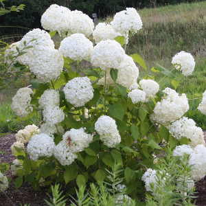 Hydrangea arborescens Annabelle