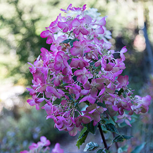 Hydrangea paniculata Diamant Rouge