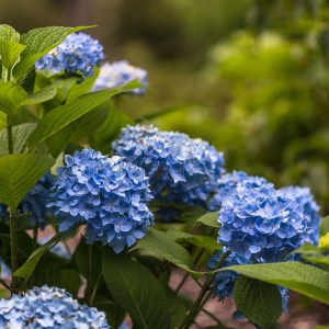 Hydrangea macrophylla semperflorens