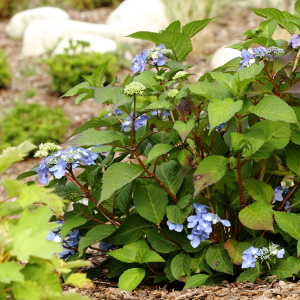 Hydrangea macrophylla twit and shoot